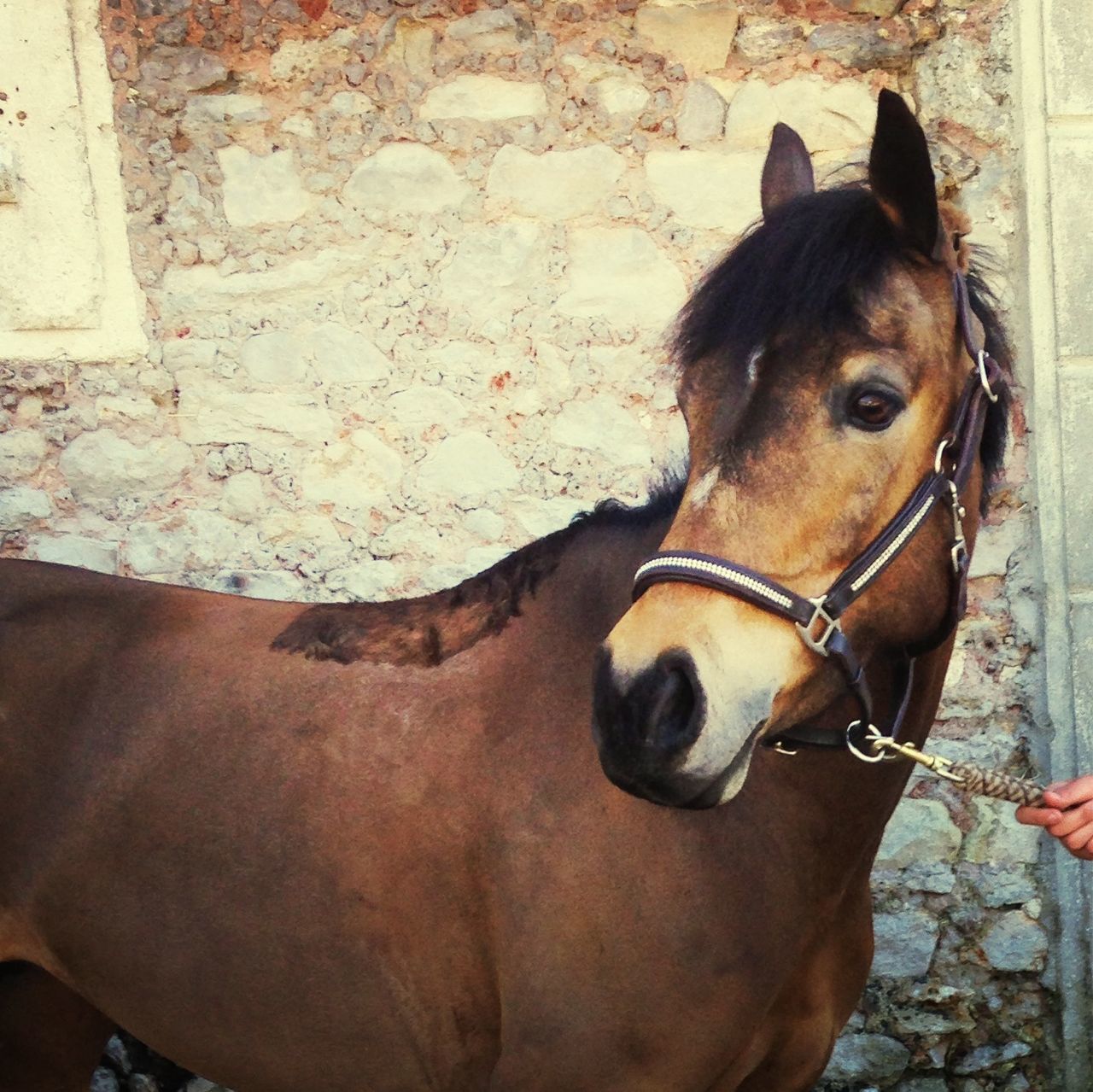 Centre Equestre La Rochette