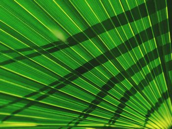 Full frame shot of palm leaf