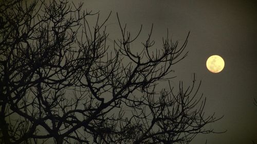 Low angle view of bare trees against sky at night