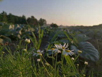 Close-up of flowers blooming outdoors