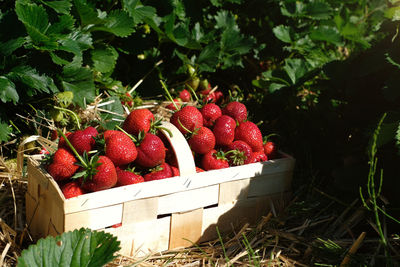 Red berries growing on plant