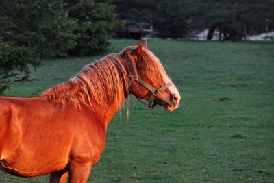 Side view of horse on field