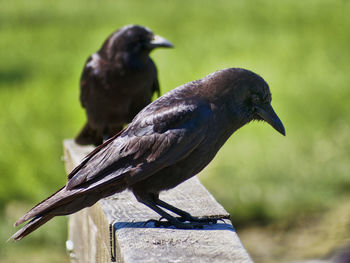 Close-up of ravens perching on wood