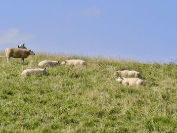 Sunbathing