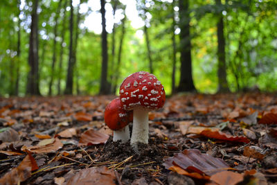 Close-up of fly agaric mushroom in forest