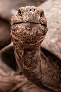 Close-up of a turtle