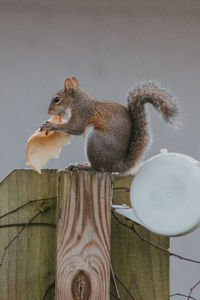 Low angle view of squirrel on wood