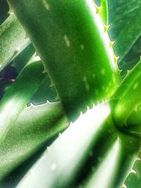 Full frame shot of green leaves