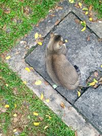 High angle view of lizard