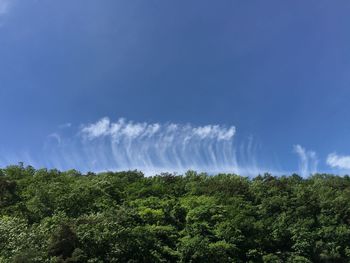 Low angle view of plants against sky