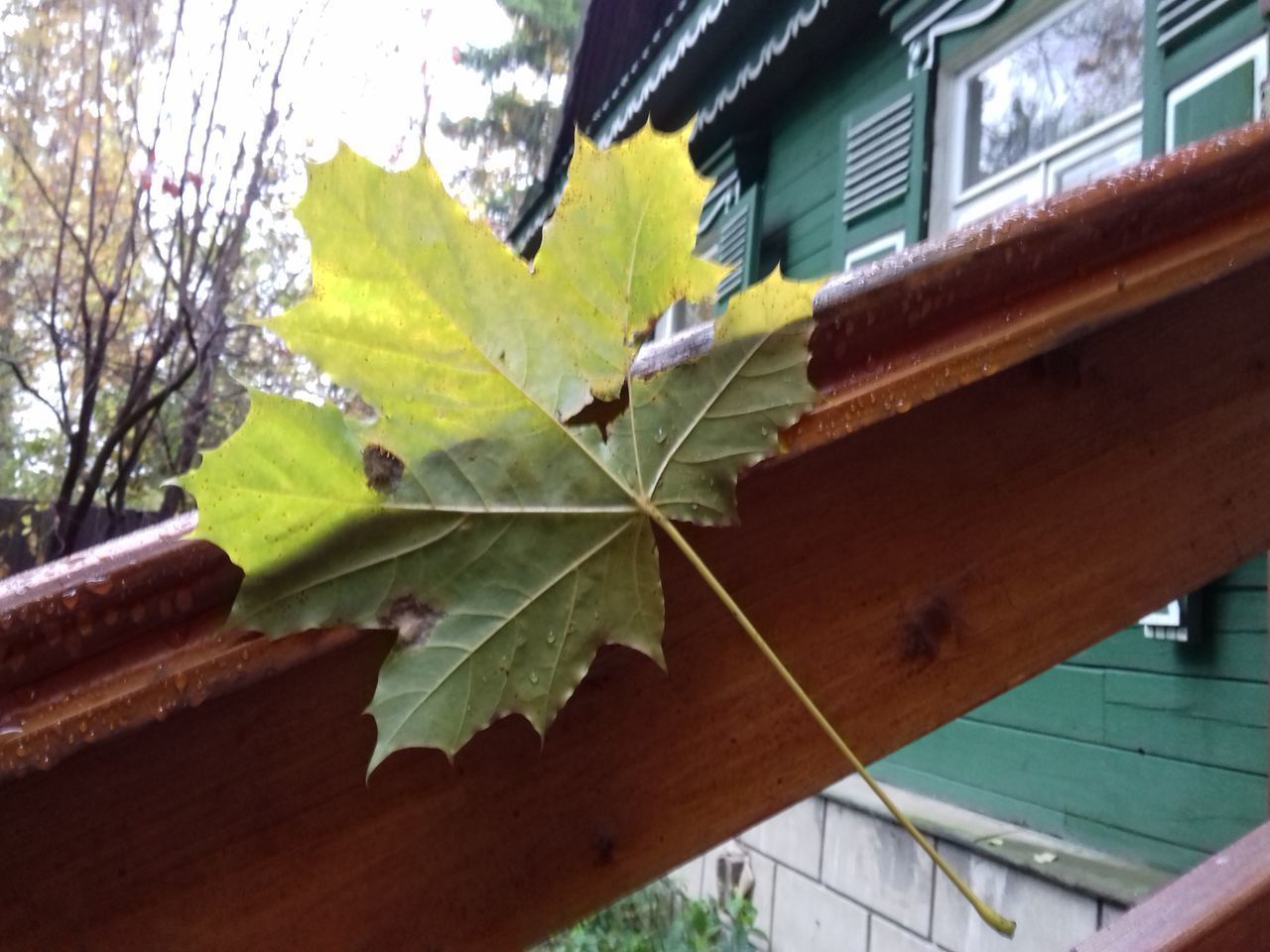 LOW ANGLE VIEW OF TREE AGAINST AUTUMN LEAVES