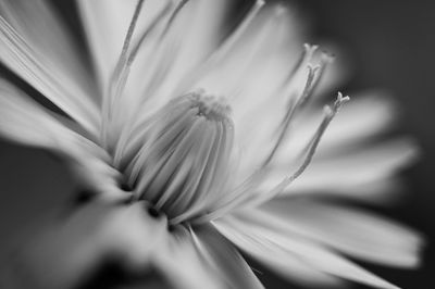 Close-up of flower head