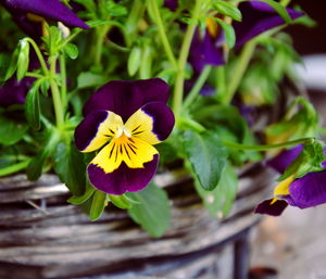 Close-up of purple flower