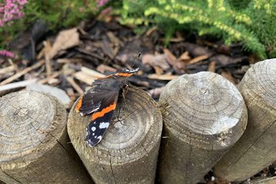 Close-up of shells on the ground