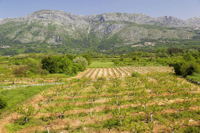 Agriculture fields in konavle, dubrovnik