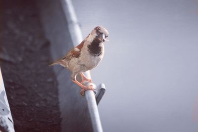 Low angle view of bird perching on metal