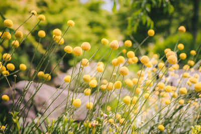 Close-up of yellow flowering plants on field