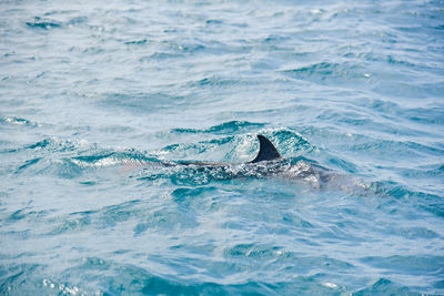 Whale swimming in sea