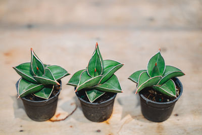 Close-up of potted plant on table