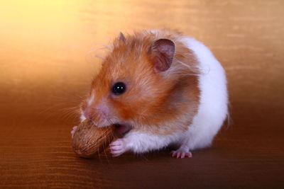 Golden hamster eating peanut on table