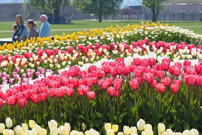 Rear view of people on flowers