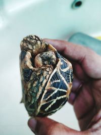 Close-up of hand holding small tortoise