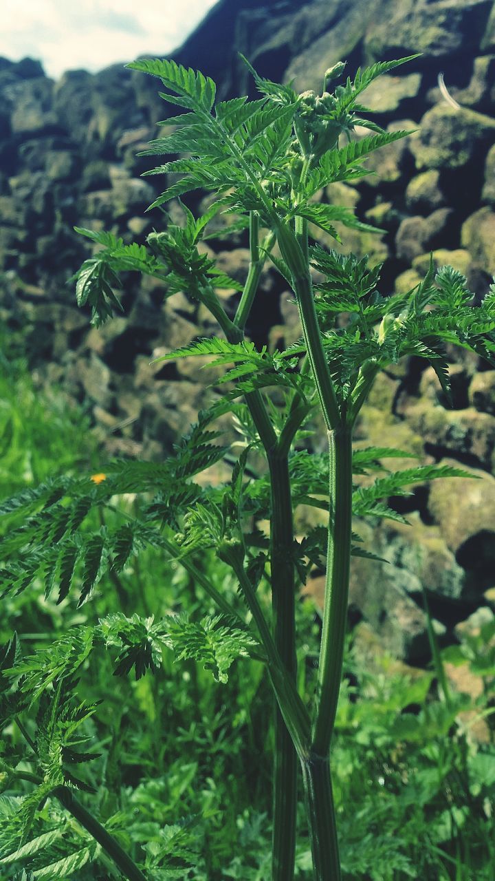 plant, growth, green color, plant part, leaf, beauty in nature, focus on foreground, nature, no people, day, close-up, tranquility, land, outdoors, selective focus, tree, freshness, foliage, lush foliage, sunlight, leaves