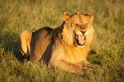 Male lion in grass showing flehmen response