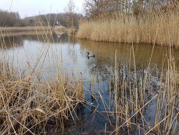 Birds in lake against sky