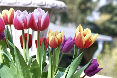 Close-up of purple tulips