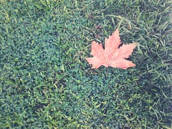 Close-up of maple leaves on field