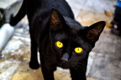 Close-up portrait of a cat