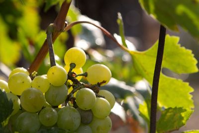 Close-up of grapes growing on tree