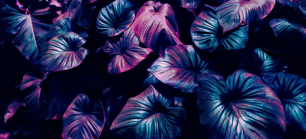 Tropical leaf background, purple neon glow toned.