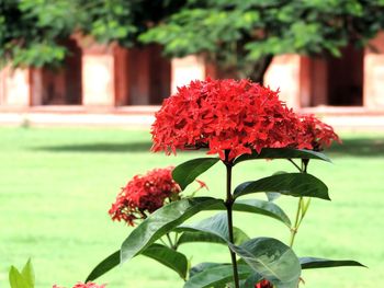 Close-up of red flowering plant