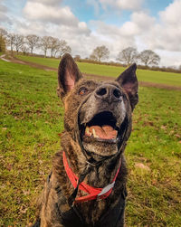 Close-up of a dog on field