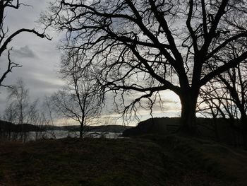 Trees against sky