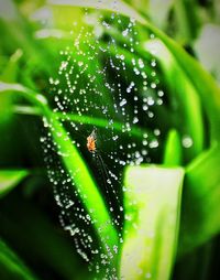Close-up of insect on leaf