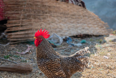 Close-up of a rooster