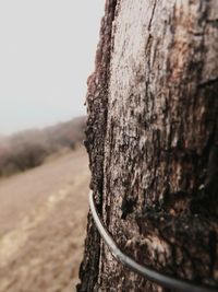 Close-up of tree trunk on sand