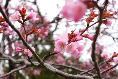 Low angle view of cherry blossoms in spring