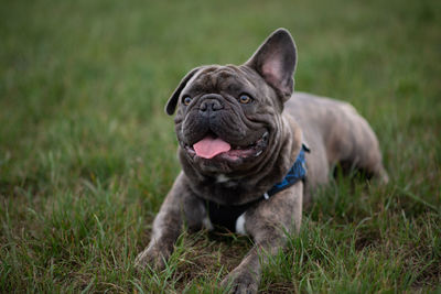 Portrait of a dog on field