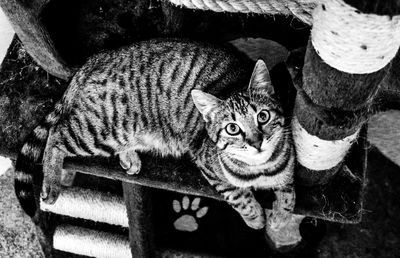 Close-up portrait of a cat