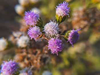 Close-up of purple flowering plants