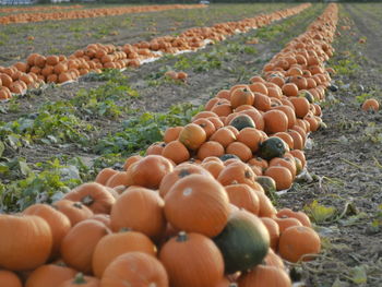 Close-up of pumpkins in market