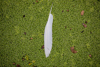 High angle view of feather on leaf