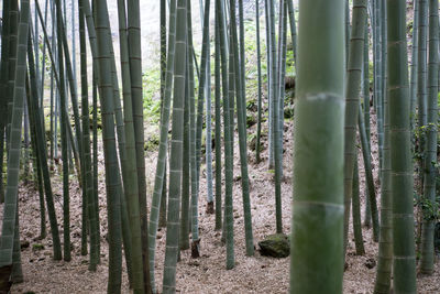 Trees in forest