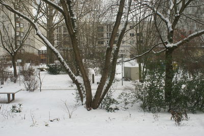 Frozen trees during winter