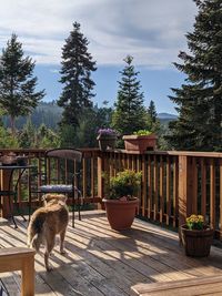 View of an animal on table
