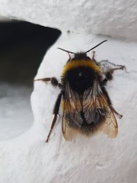 Close-up of bee on snow